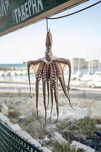 brown dried octopus hanging on signage thumbnail