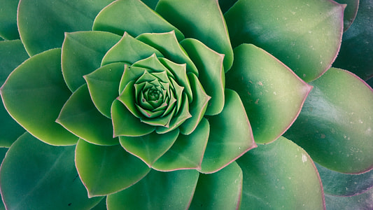 photo of green succulent plant thumbnail