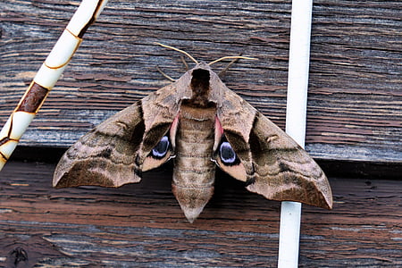 moth butterfly on wooden surface thumbnail