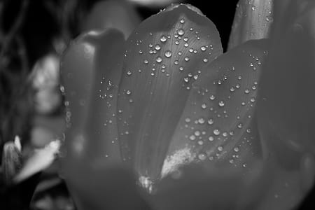 Grayscale White Petaled Flower With Dew thumbnail