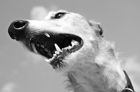 dog with wide open mouth thumbnail