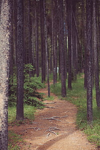 shallow focus photography of trees thumbnail