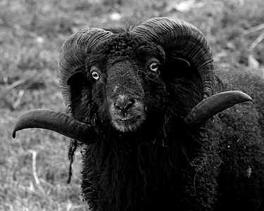 grayscale photo of male sheep thumbnail