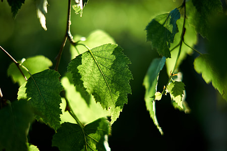 green leaf tree close up photography thumbnail
