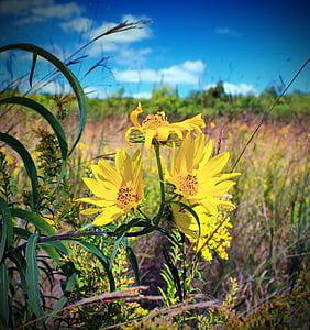 yellow petaled flower under blue calm sky thumbnail