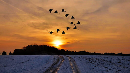 flock of birds in sunset thumbnail