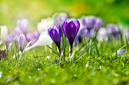 selective focus photography of purple petaled flower thumbnail