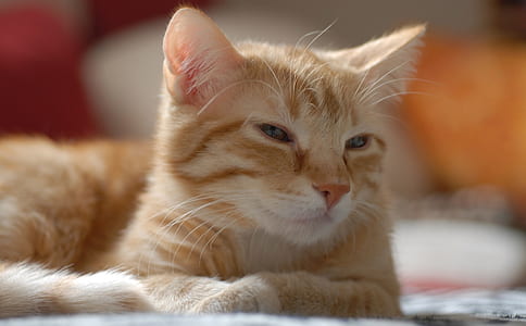 selective focus photography of short-furred orange tabby cat thumbnail