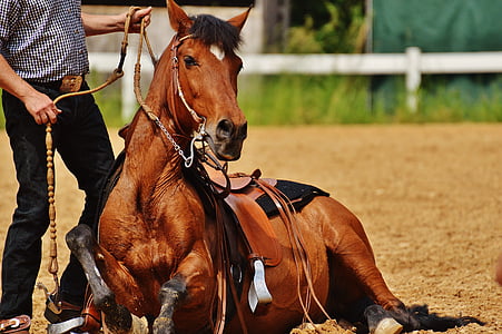 person with brown horse thumbnail