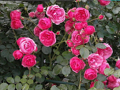 pink rose plant thumbnail
