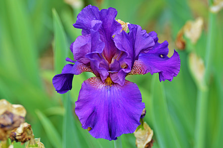 selective focus photography of purple iris flower at daytime thumbnail