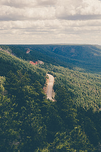 aerial view of road and green trees thumbnail