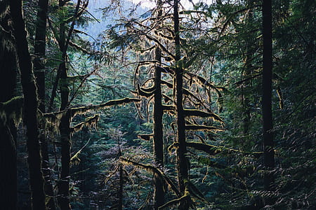green leaf trees during daytime thumbnail