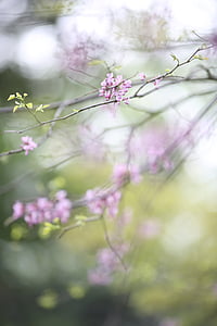 Cherry blossom tree thumbnail