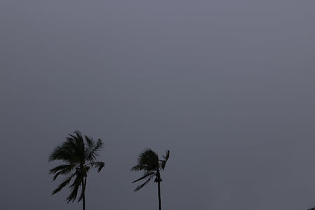 two palm trees thumbnail