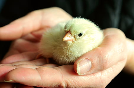 closeup photo of person holding chick thumbnail