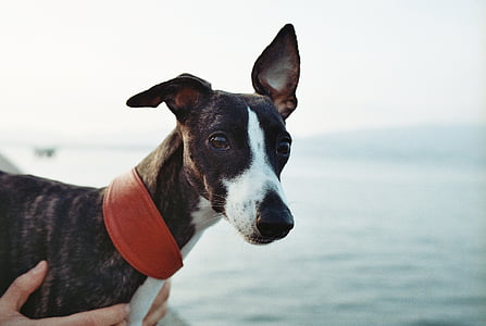 close up photo of black and white dog thumbnail
