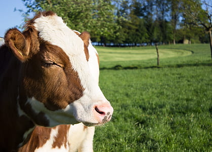 selective focus photography of brown and white calf thumbnail