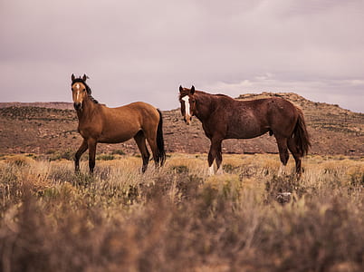 two brown horses standing on brown grass during daytime thumbnail