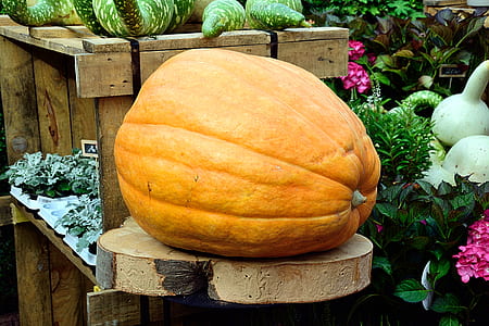 yellow squash on brown wooden rack thumbnail