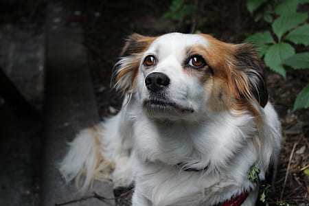 brown and white dog on ground beside plant at daytime thumbnail