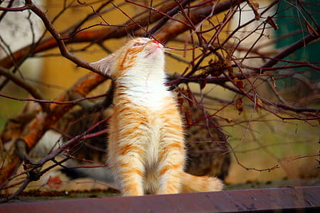 orange cat looking up on tree thumbnail