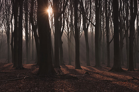 trees in forest during sunrise thumbnail