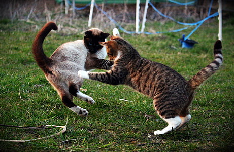 adult Siamese cat playing with grey tabby cat thumbnail