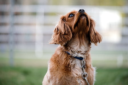 tilt shift lens photography of long-coated brown dog thumbnail