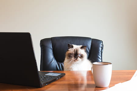Business Cat In Office Photo thumbnail