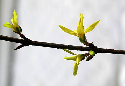 selective focus of yellow petaled flower thumbnail