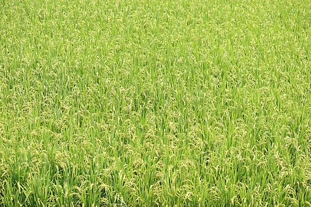 green grass thumbnail