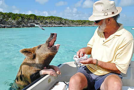 man feeding brown and black pig on boat thumbnail