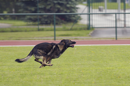 adult black and tan German shepherd thumbnail