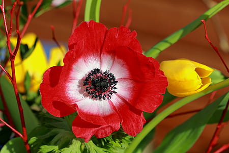 red and yellow flowers thumbnail