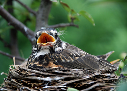 focus photography of fledgling robin bird on nest thumbnail