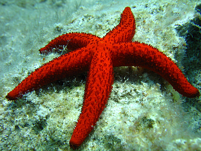 red starfish thumbnail