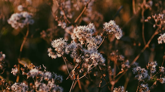 tilt shift lens photography of white flowers thumbnail