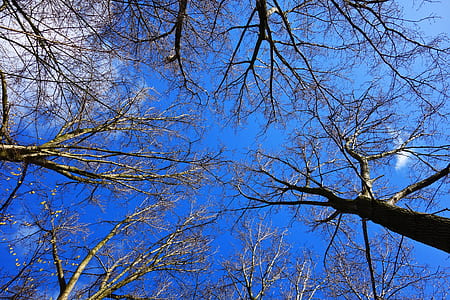 worm's-view photo of withered trees thumbnail