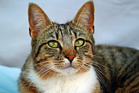 gray and white tabby cat thumbnail