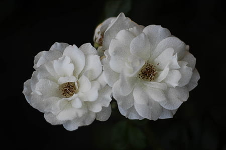 two white petaled flowers thumbnail