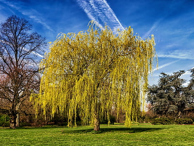 green leaf tree on grass field thumbnail