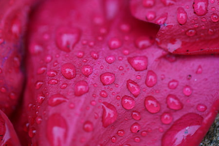 red flower petal with water dew thumbnail