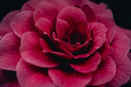 Close-Up Photography of Red Flower thumbnail