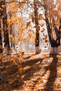 Selective Focus Photography of Brown Leafed Trees thumbnail