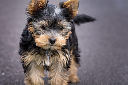 Black and Tan Yorkshire Terrer Puppy thumbnail