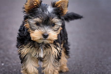 selective focus photo of long-coated brown and black puppy thumbnail