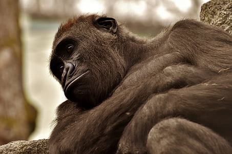 brown ape leaning against on log thumbnail
