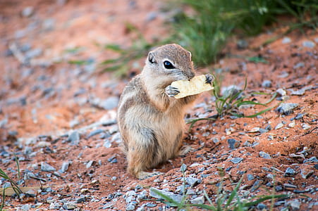 brown squirrel eating at daytime thumbnail