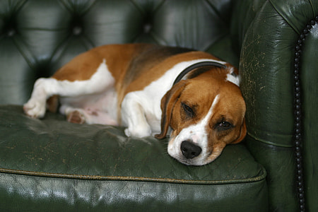 adult tricolor beagle lying on sofa thumbnail